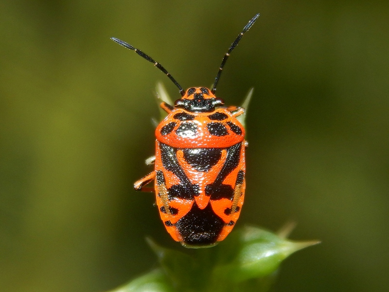 Pentatomidae da identificare